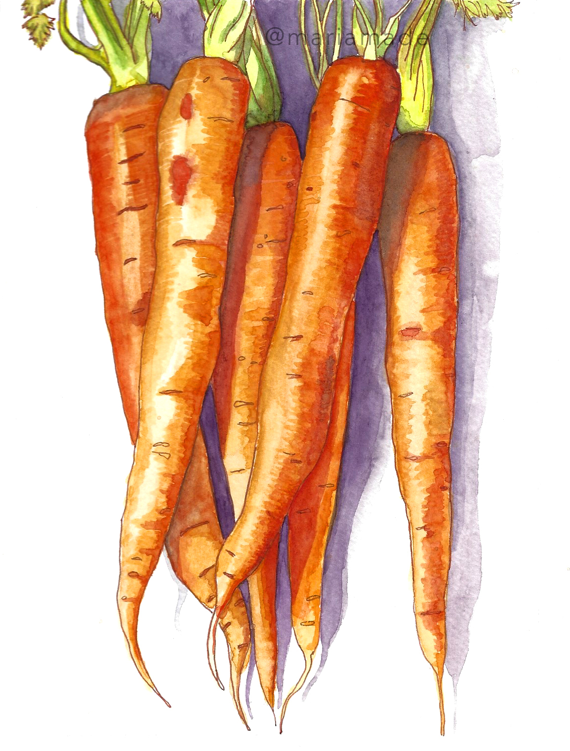 carrot.jpg
