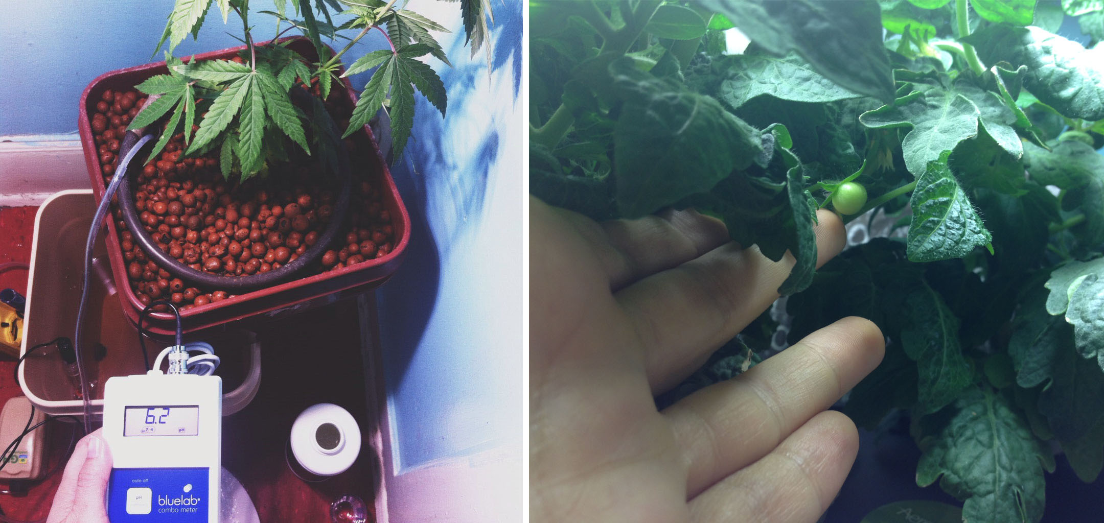 house plant process.jpg