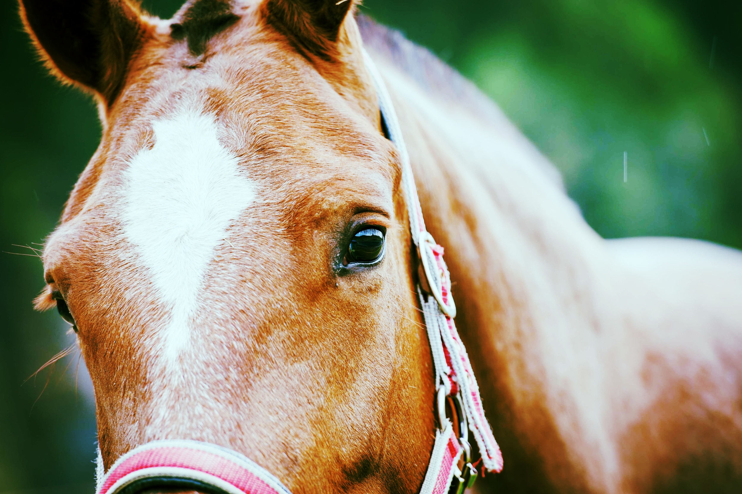 Launceston Cup Carnival 2017 | Select Yearling Sale