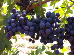 Grapes growing in a vineyard