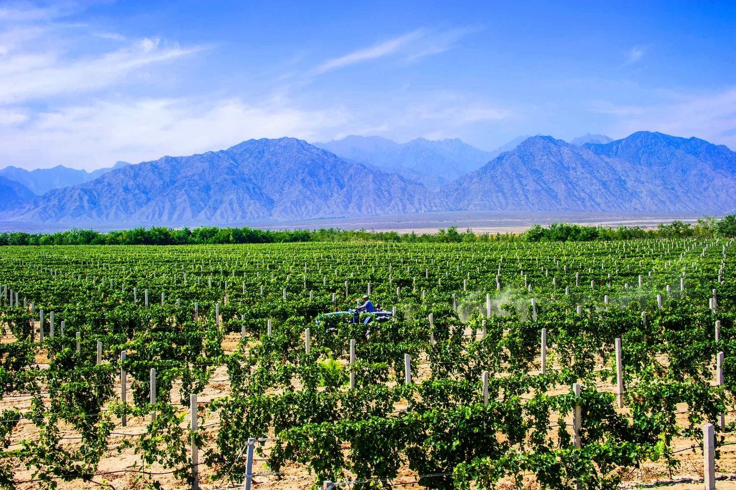 Vineyards beneath the Helan Mountains in Ningxia