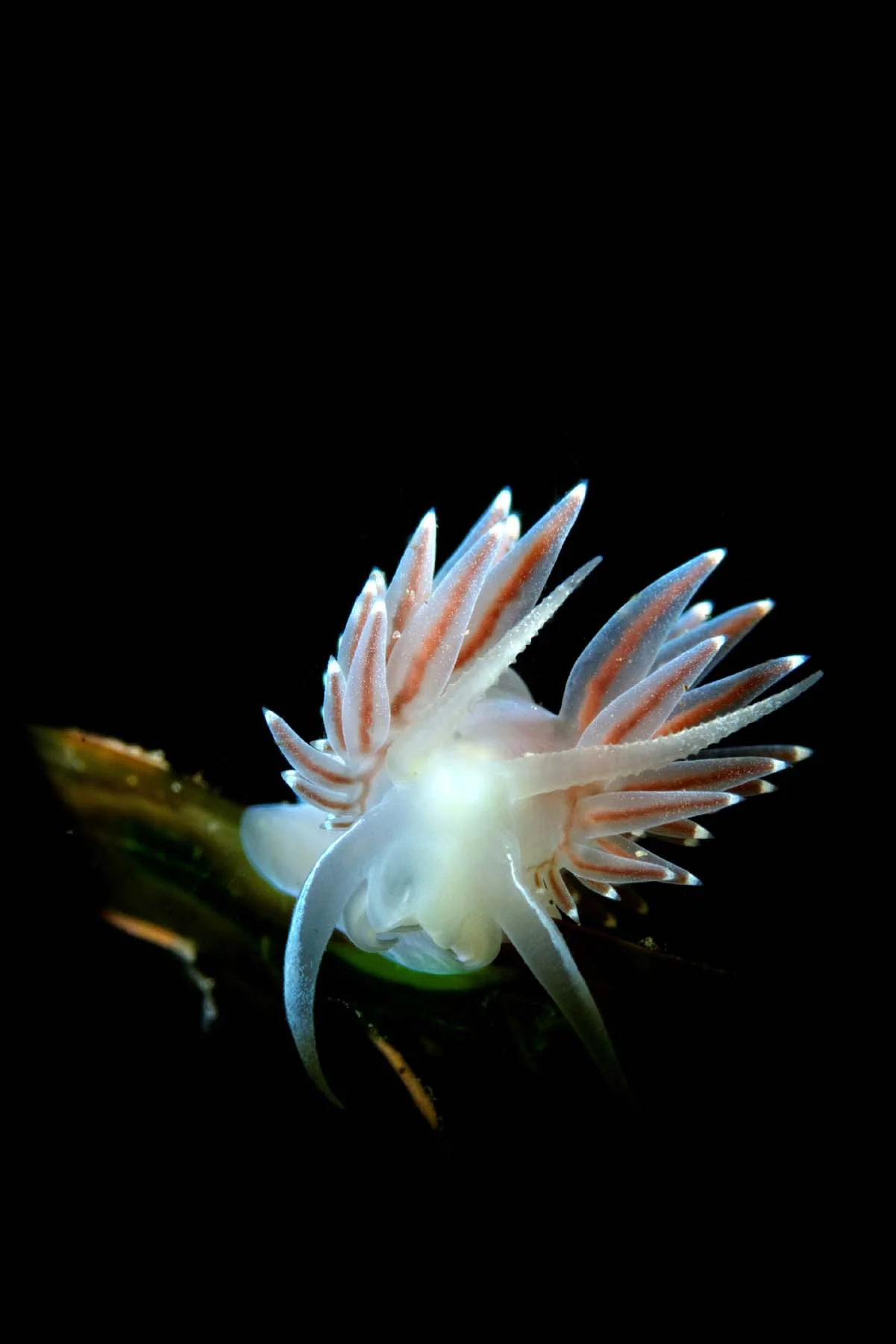 DSC_2438_DxO.jpg