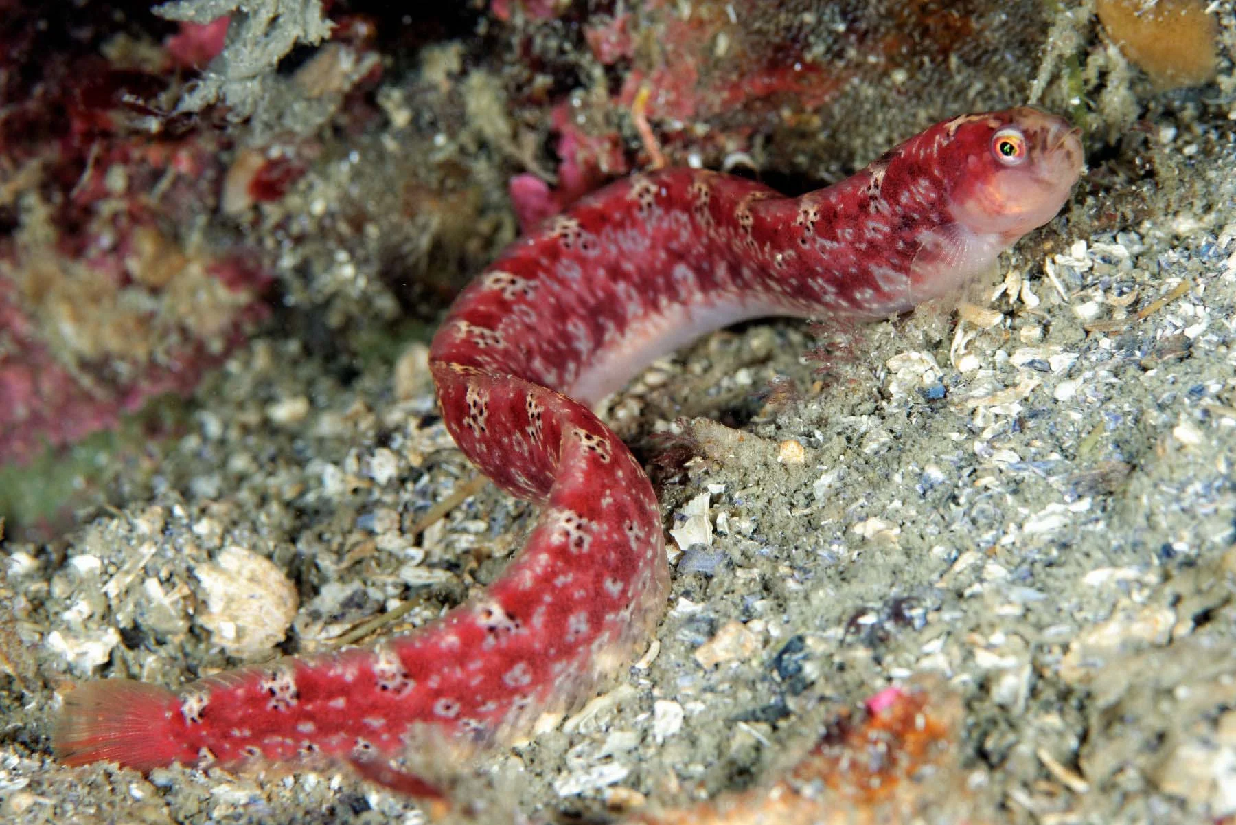DSC_2812_DxO.jpg