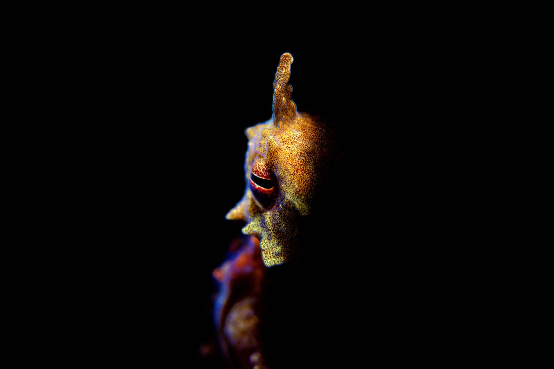 DSC_3045_DxO.jpg