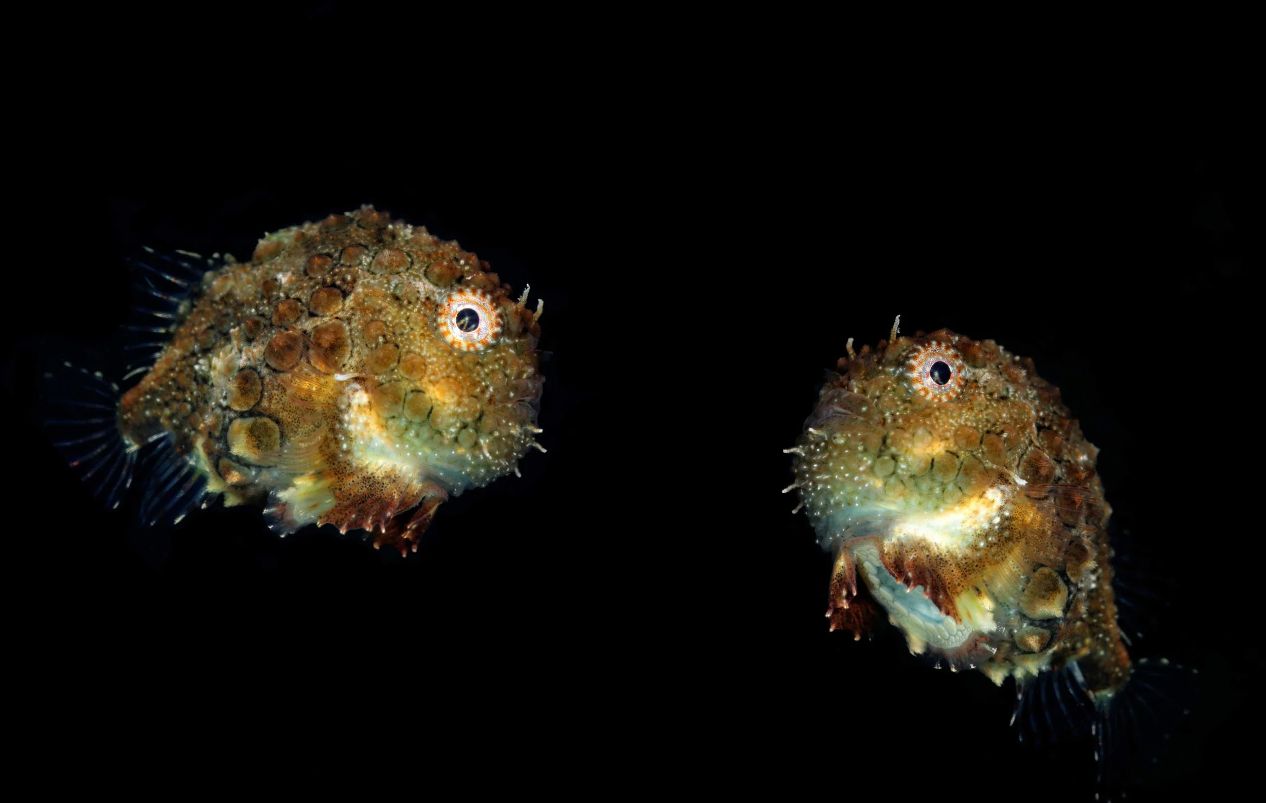 DSC_6078_DxO2.jpg