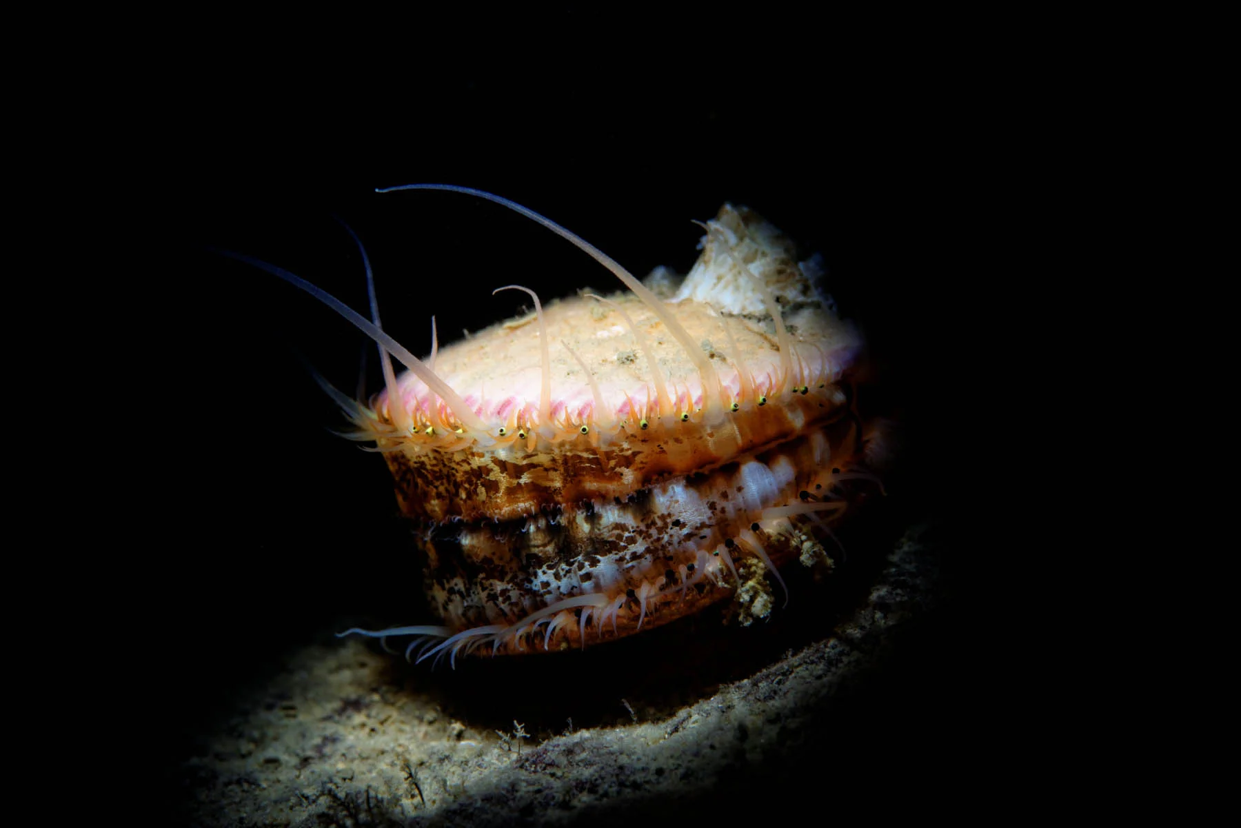 DSC_3427_DxO.jpg