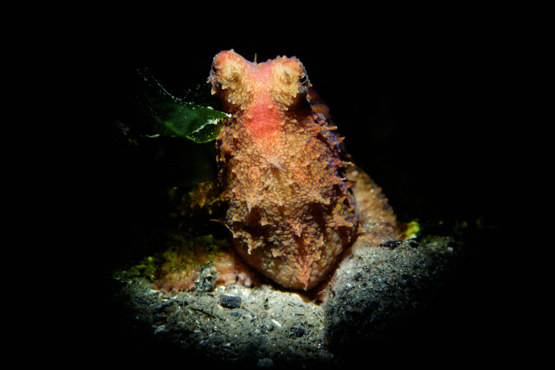 DSC_3455_DxO.jpg