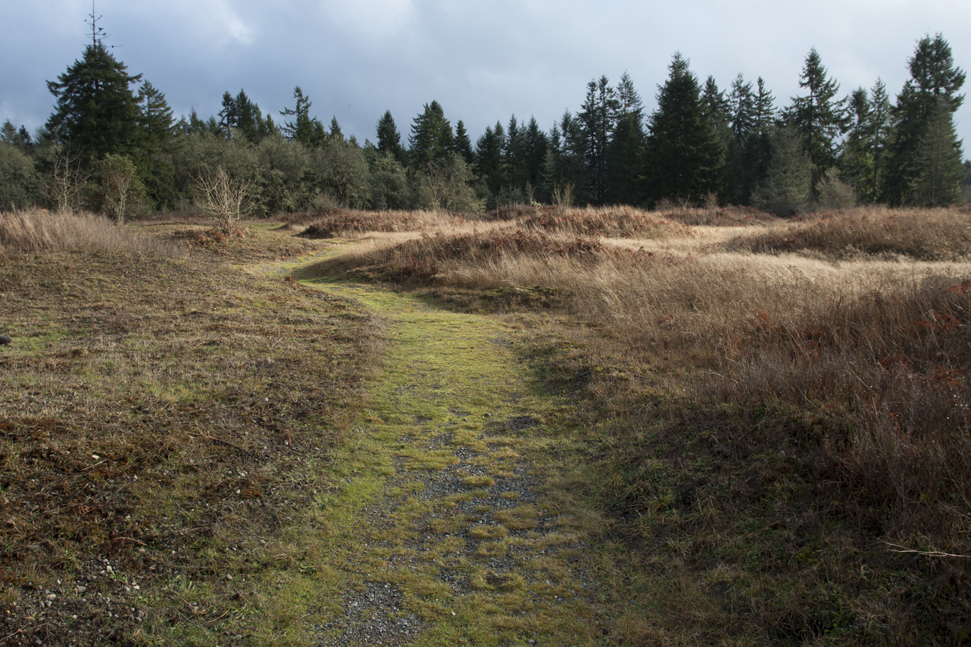 Terrain near Wolf Haven, Lacey, WA. Fog was added in Photoshop.