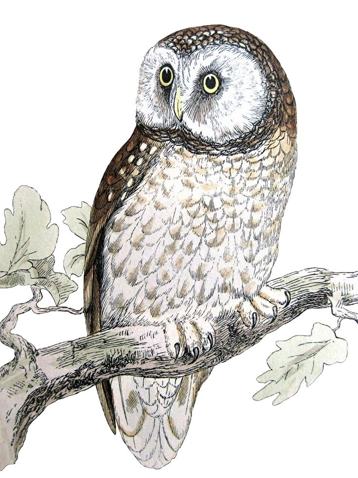 ivy-newport-flight-feather.png