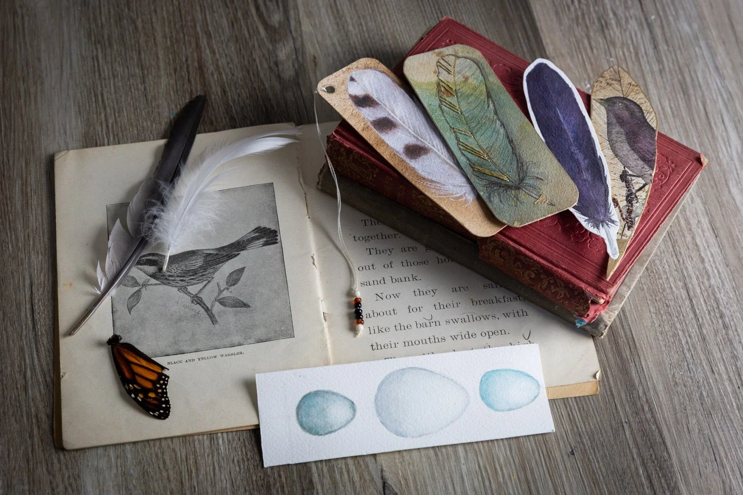 feathered-treasures-image-7.jpg