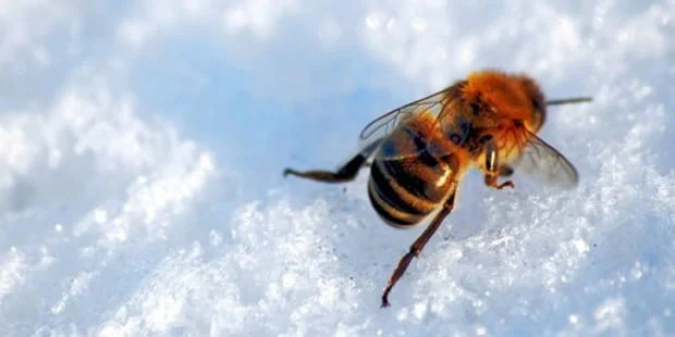 How Do Honey Bees Survive in the Winter?