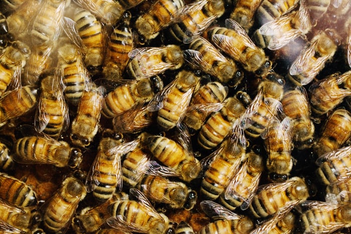 Bees use honey to get through the winter.