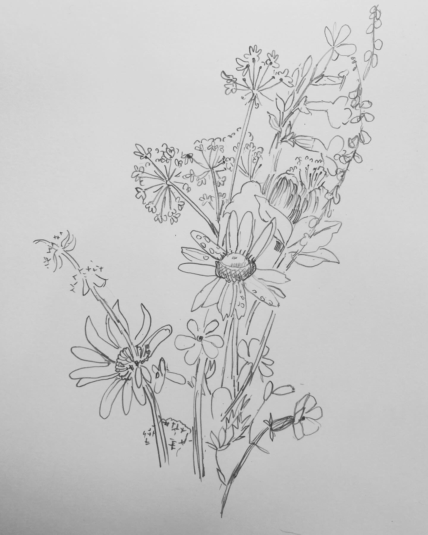 Wildflowers in Bretagne