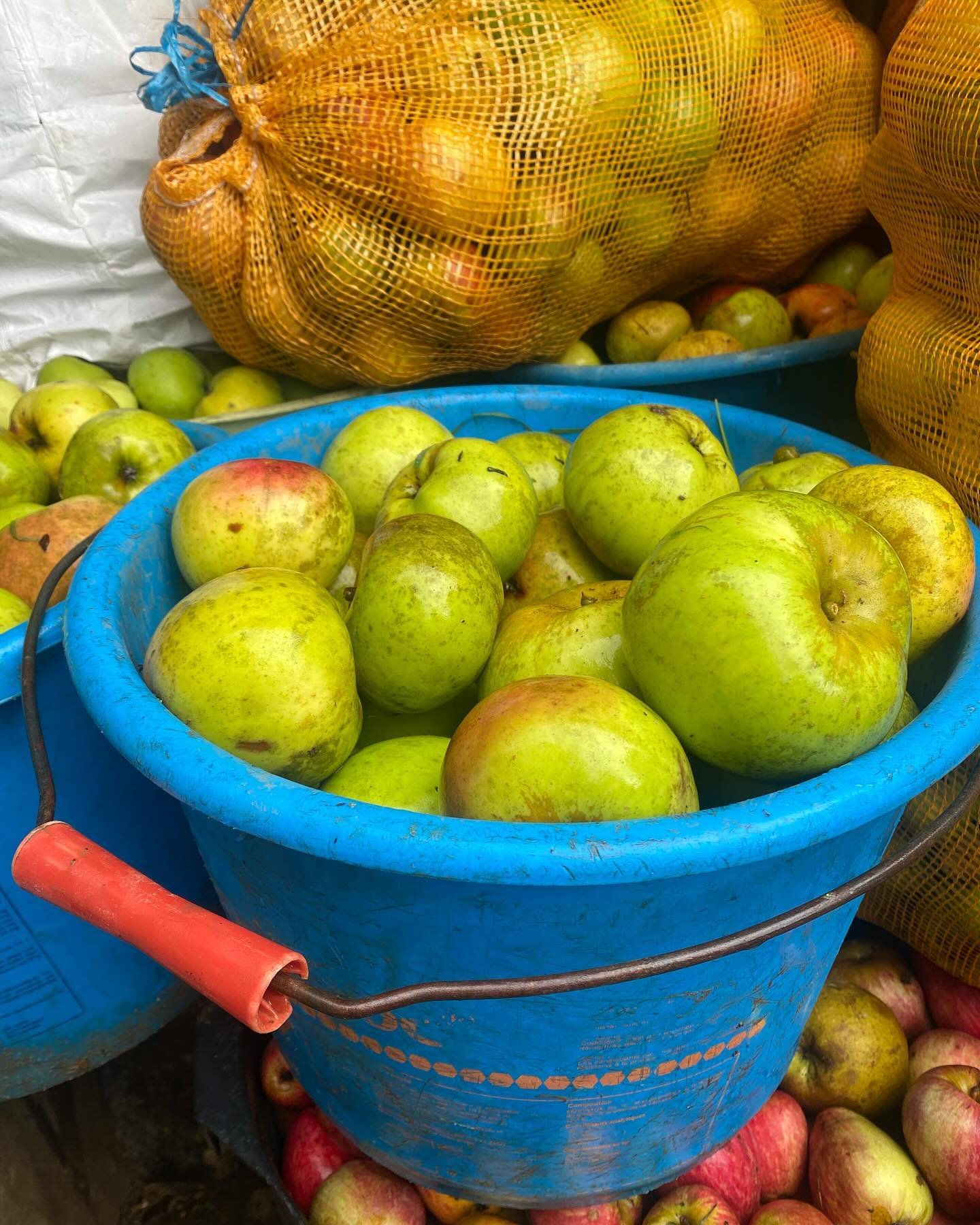 Autumn Harvest &bull; Apples