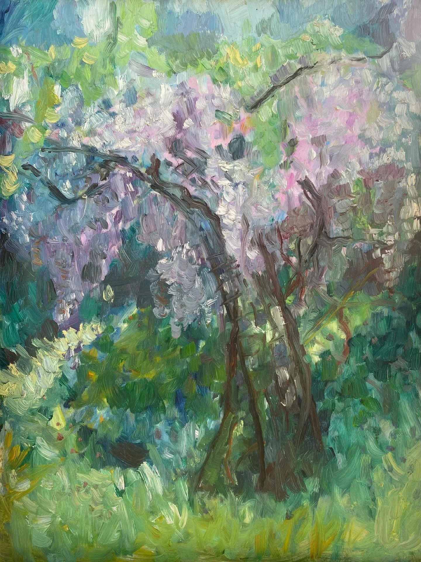 My painting from 1988 of a Wisteria has come to life in my garden ❤️!