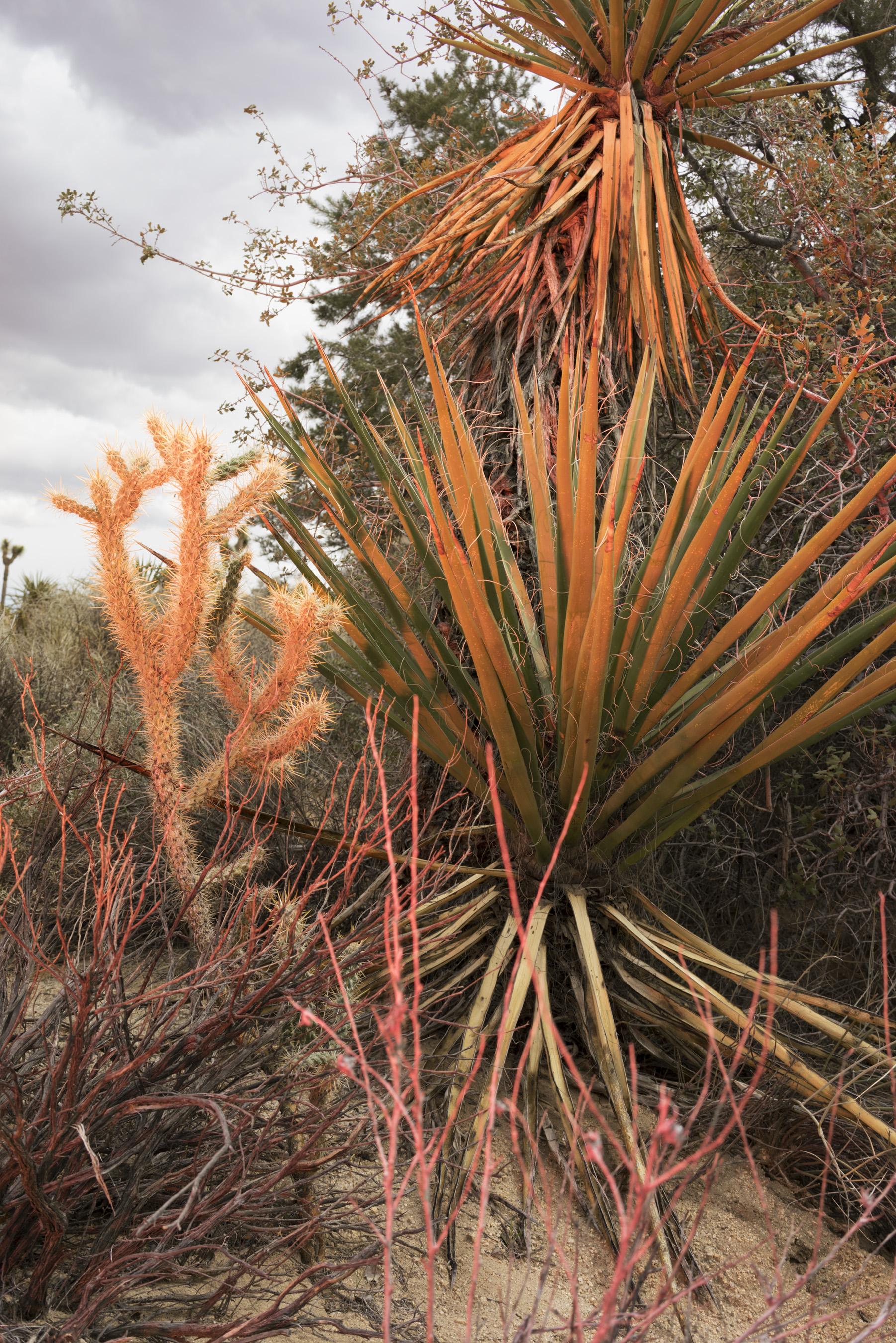 2015-March-Joshua Tree-04638.jpg