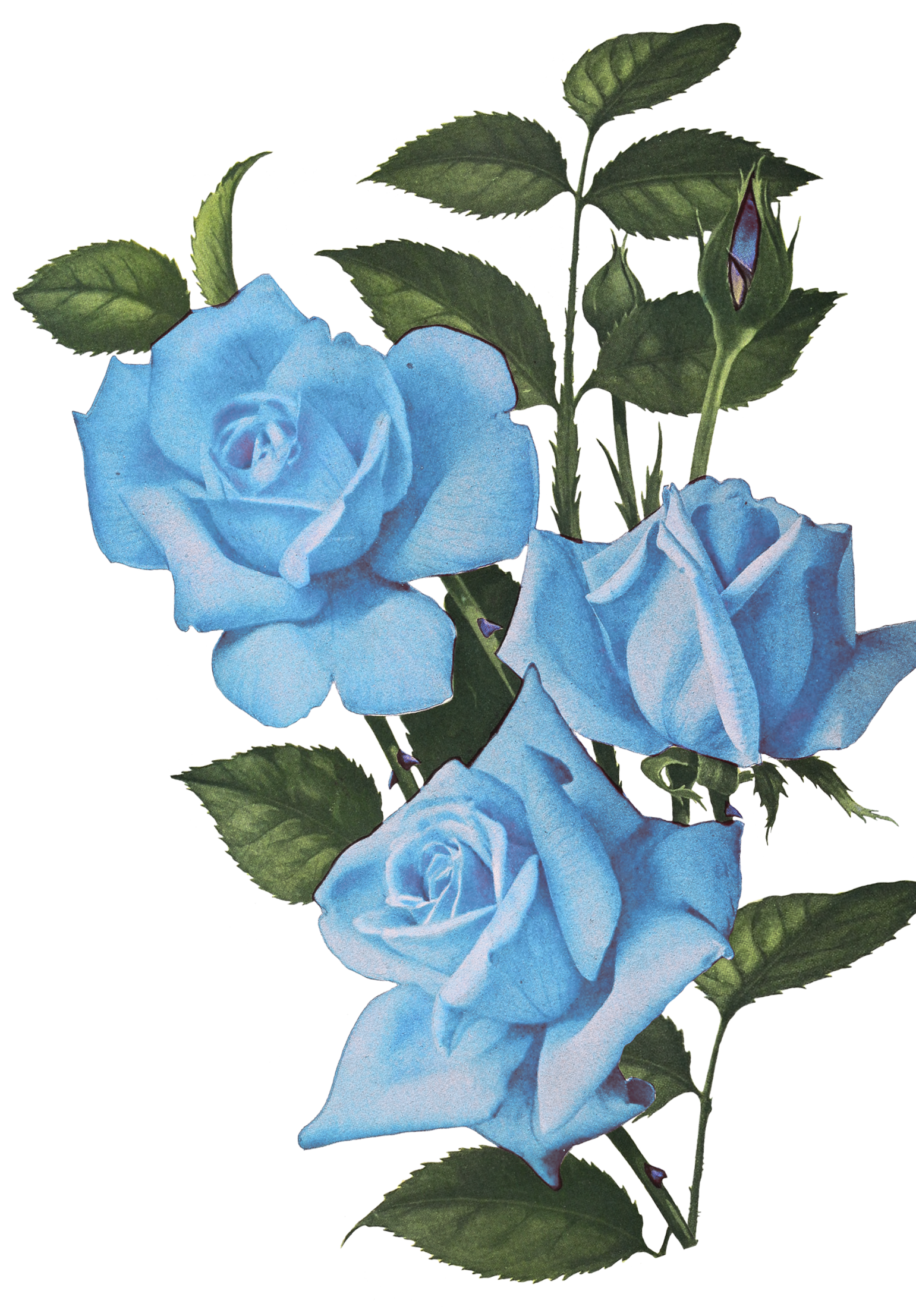 romantic vintage flowers