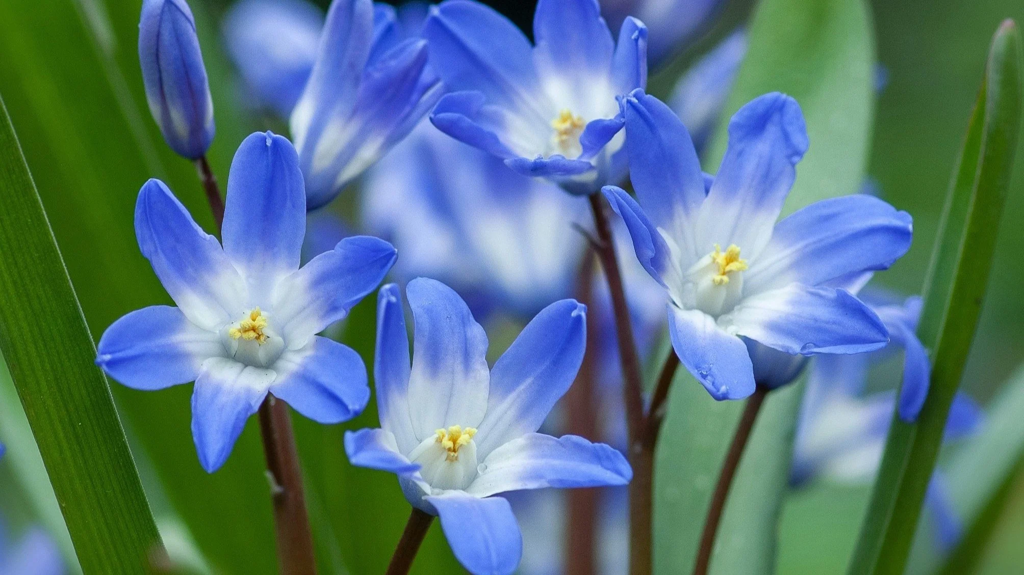 Garment Technologist