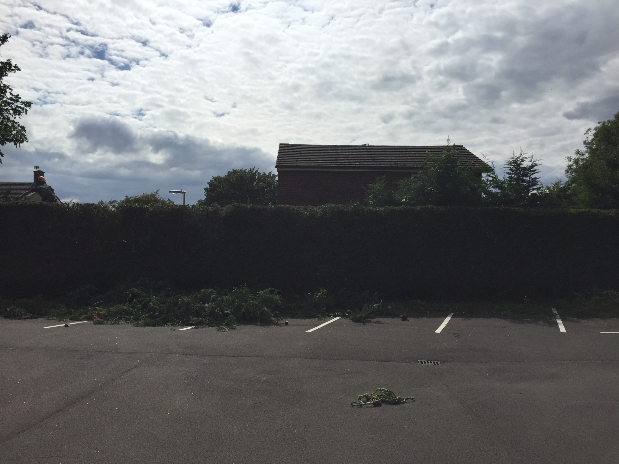 Hedge trimming 2.jpg