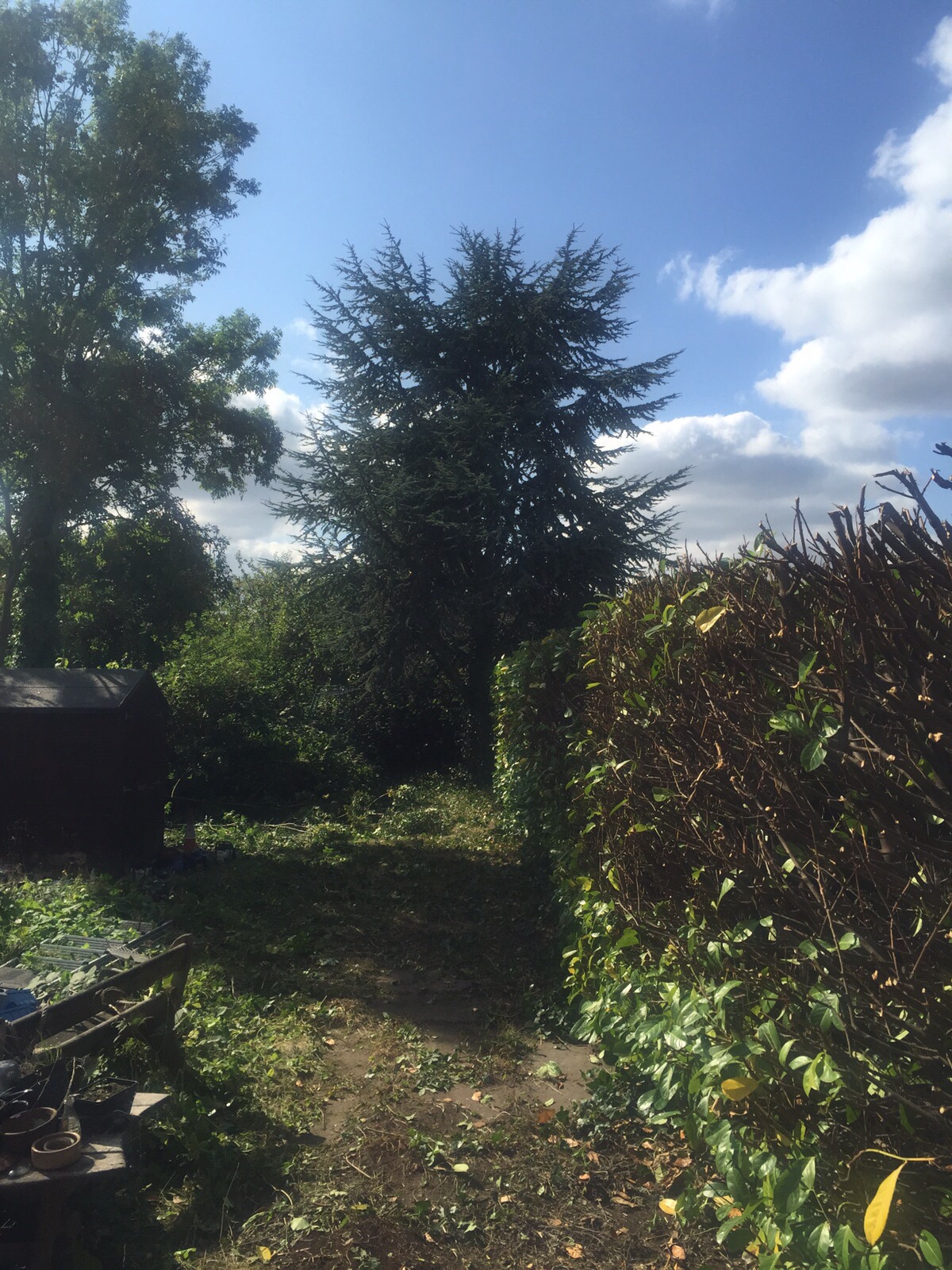 Hedge trimming 21.jpg