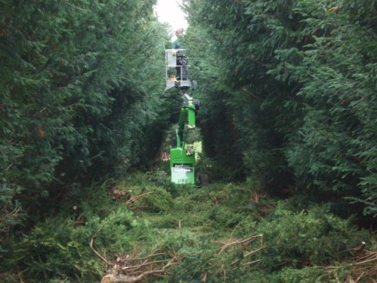 Hedge trimming during.jpg