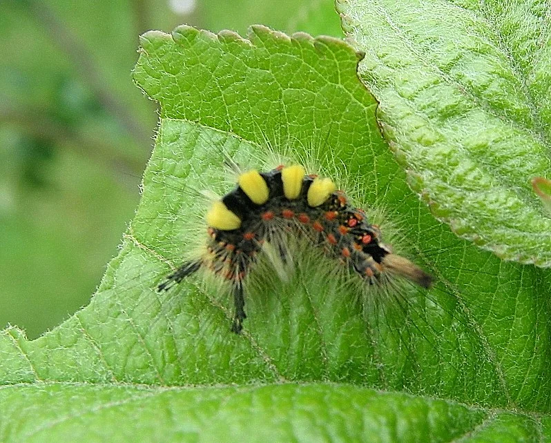 Pests and diseases for arborists