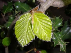 Tree ID for arborists