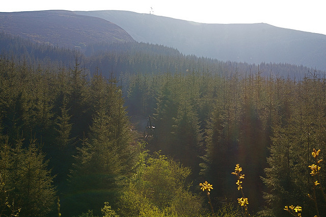 Level 2 certificate in forestry (not currently running)