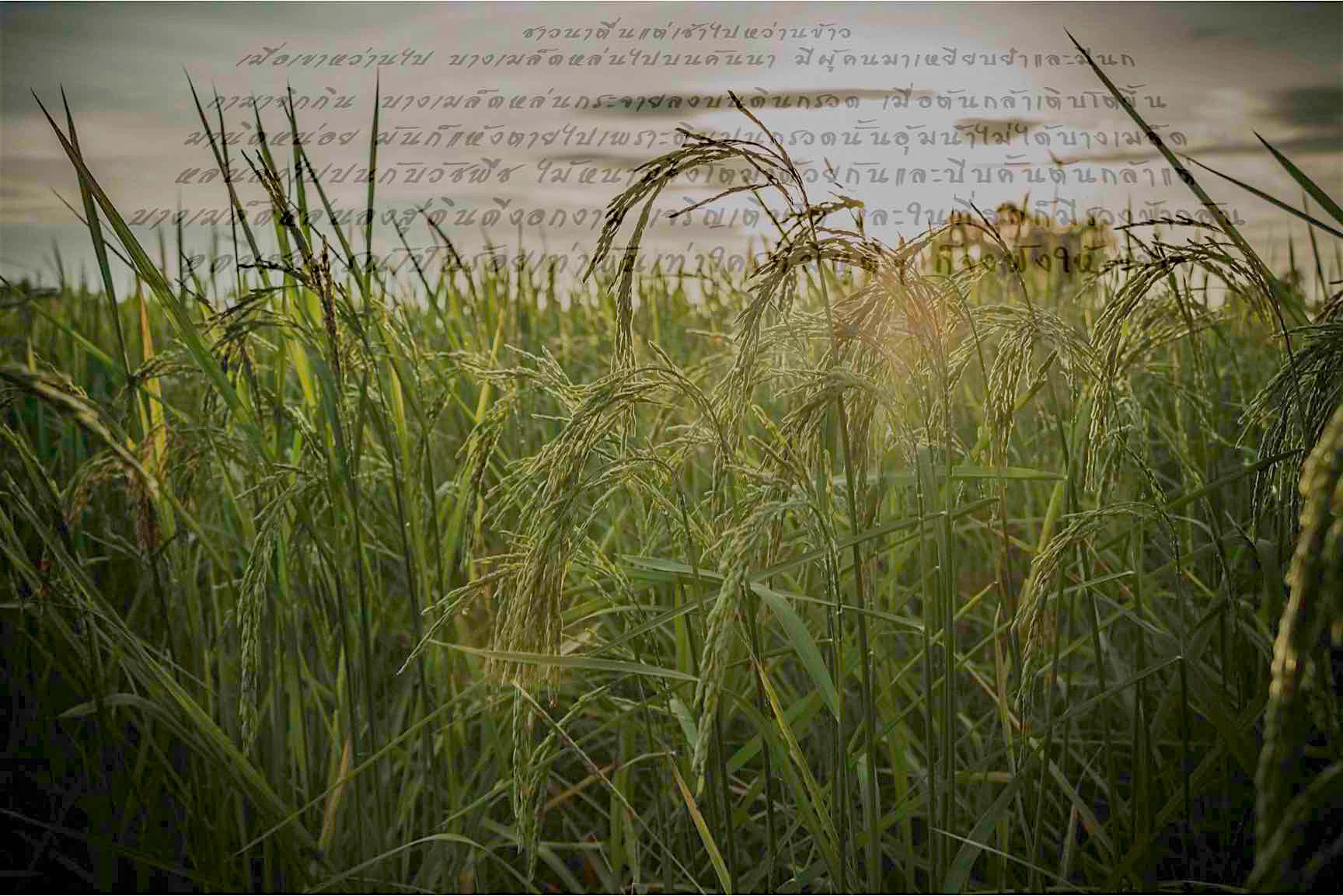 ricewords-small.jpg