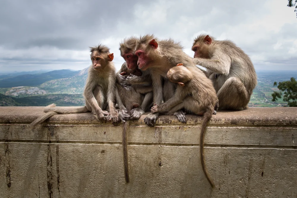 24mm f/1.4L, taken at Nandi Hills, near Bangalore, India. ISO100, 24mm, f/8, 1/250, 