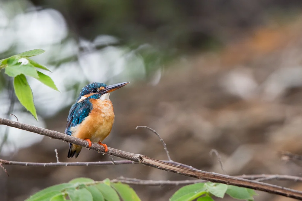 500mm f/4 IS II + 1.4xTCIII, Bangalore, India. IS0320, 700mm, f/5.6, 1/100
