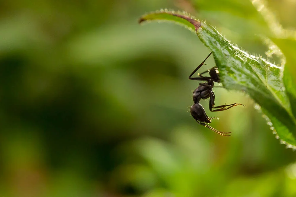 Macro on the cheap...