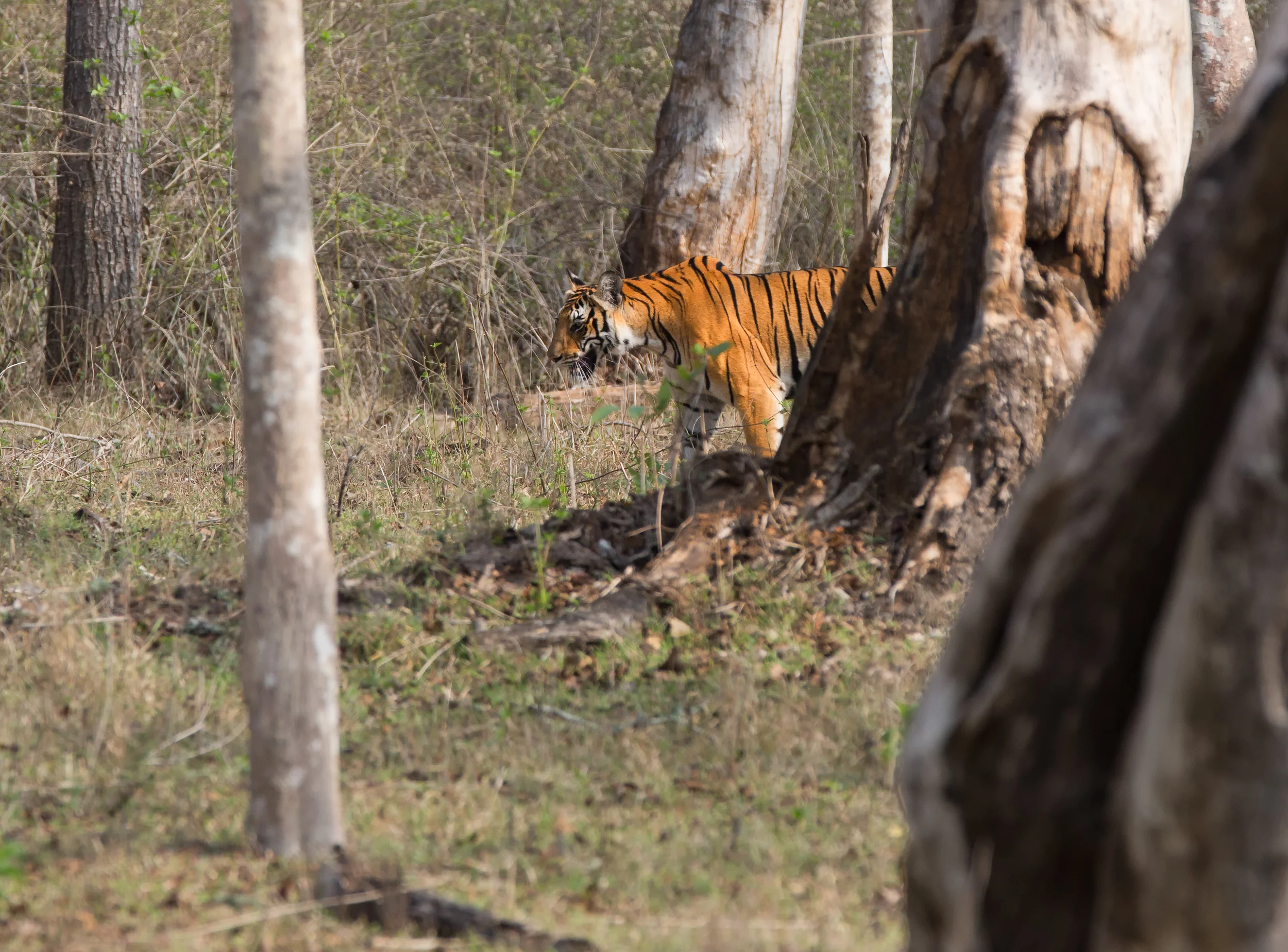 70-200mm f/2.8 + 2xTCIII. Kabini, Karnataka, IndiaISO400, 400mm, f/8, 1/400