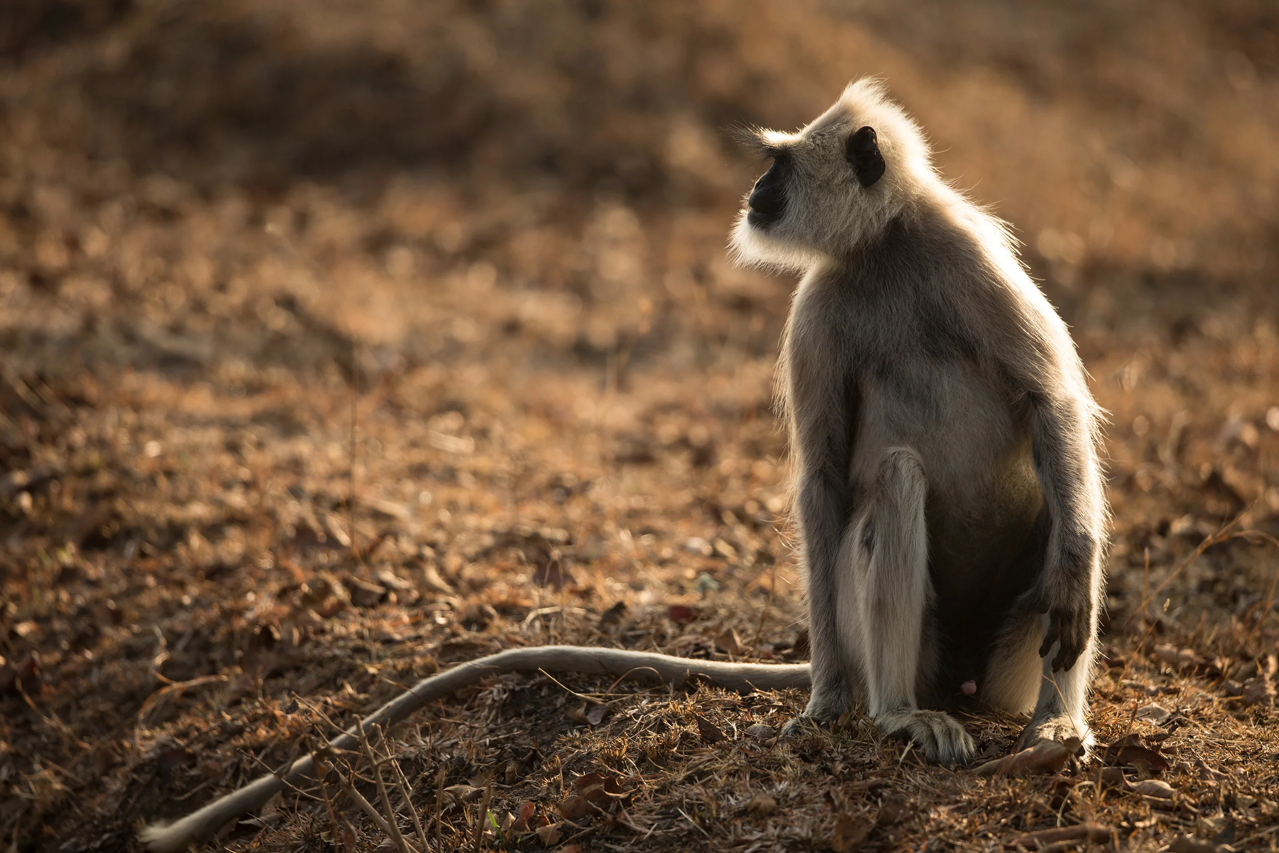 Interview - Me being interviewed for Bandipur Beckons