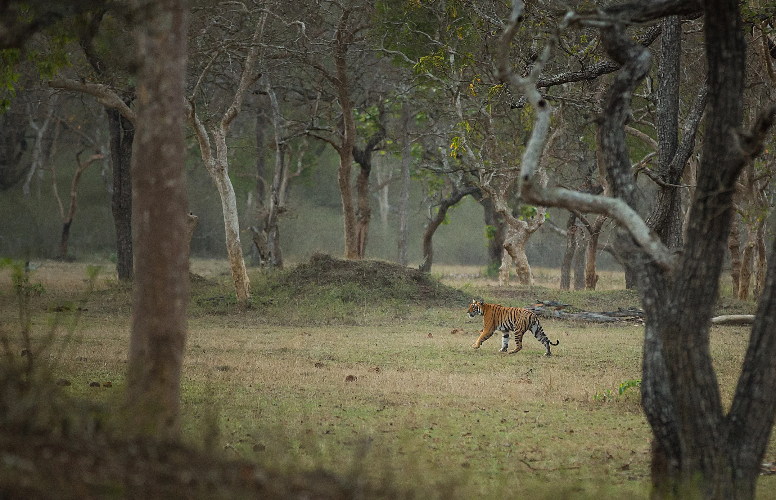 Bandipur Madness
