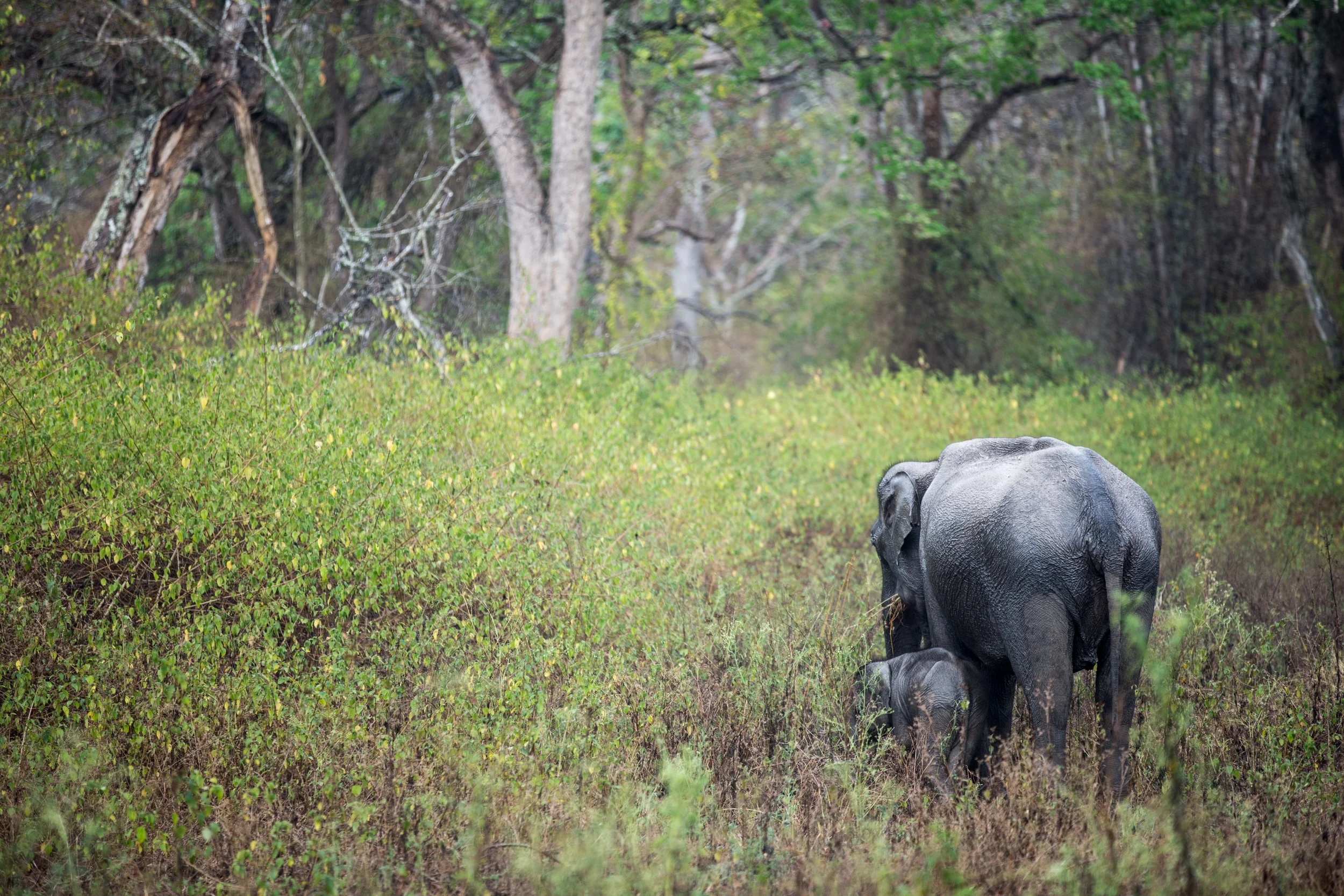 News - Inside an Elephant Capture