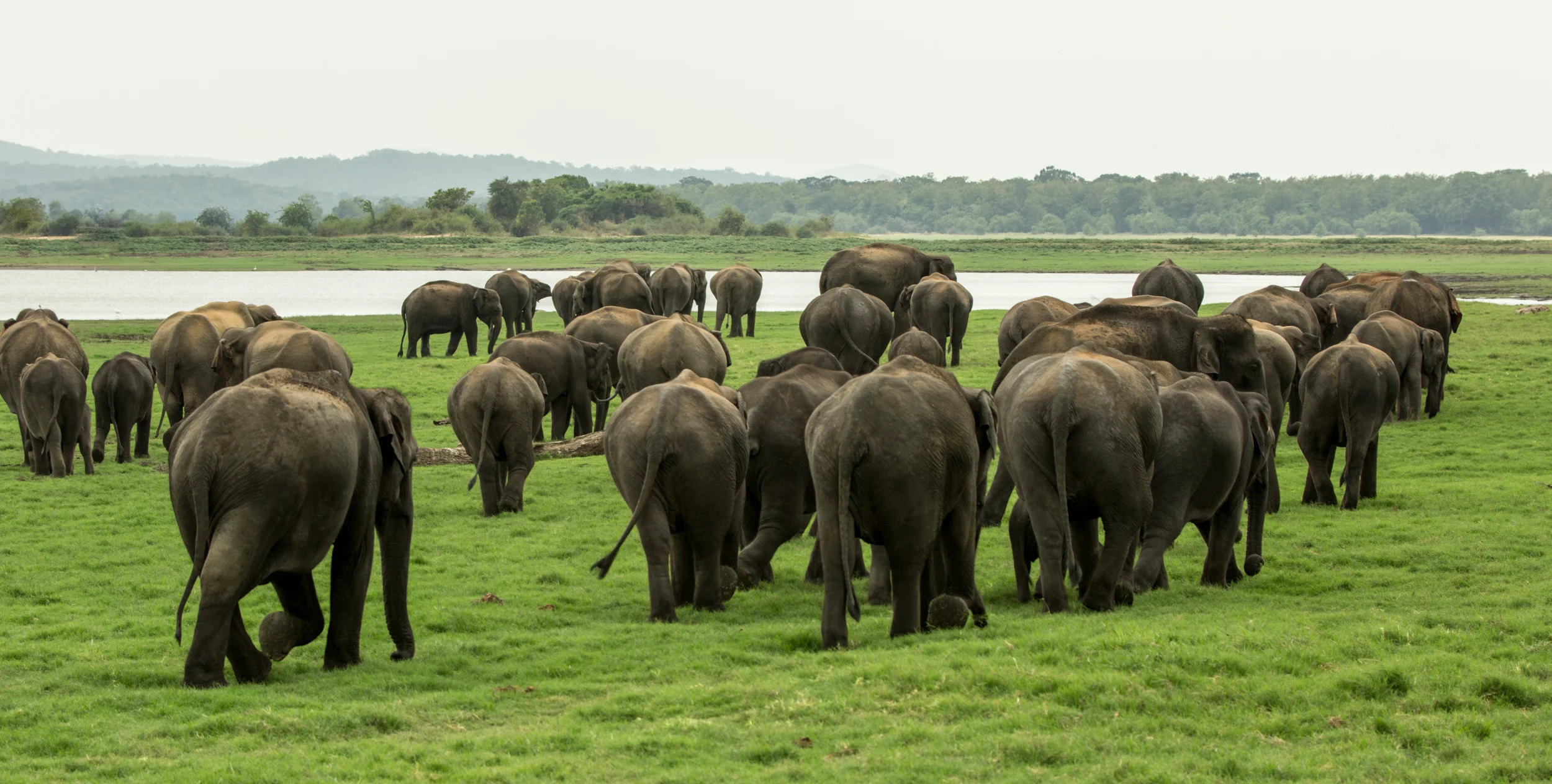 News - MoU to raise £20 million for elephant corridors 