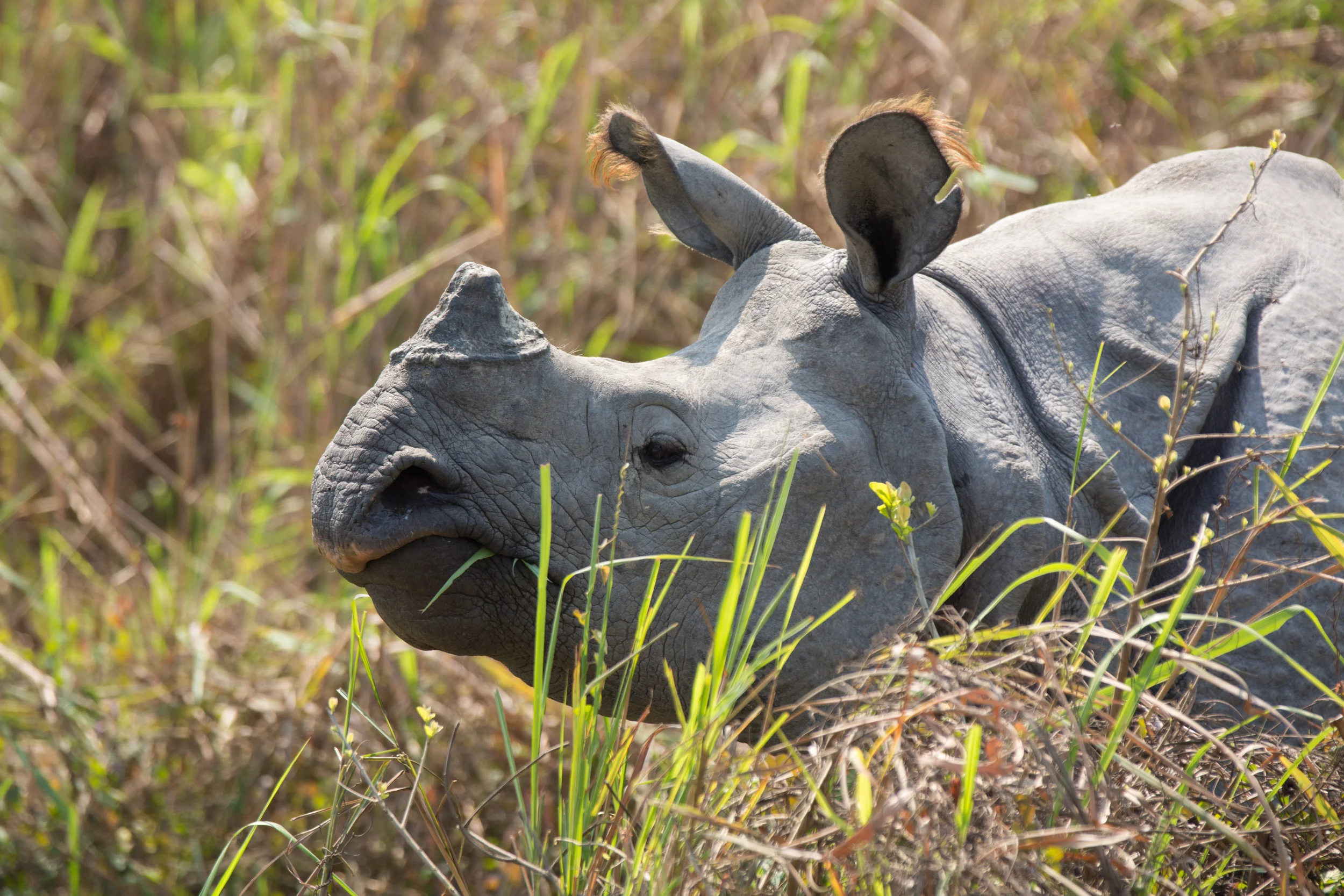 News - Floods in Assam, India