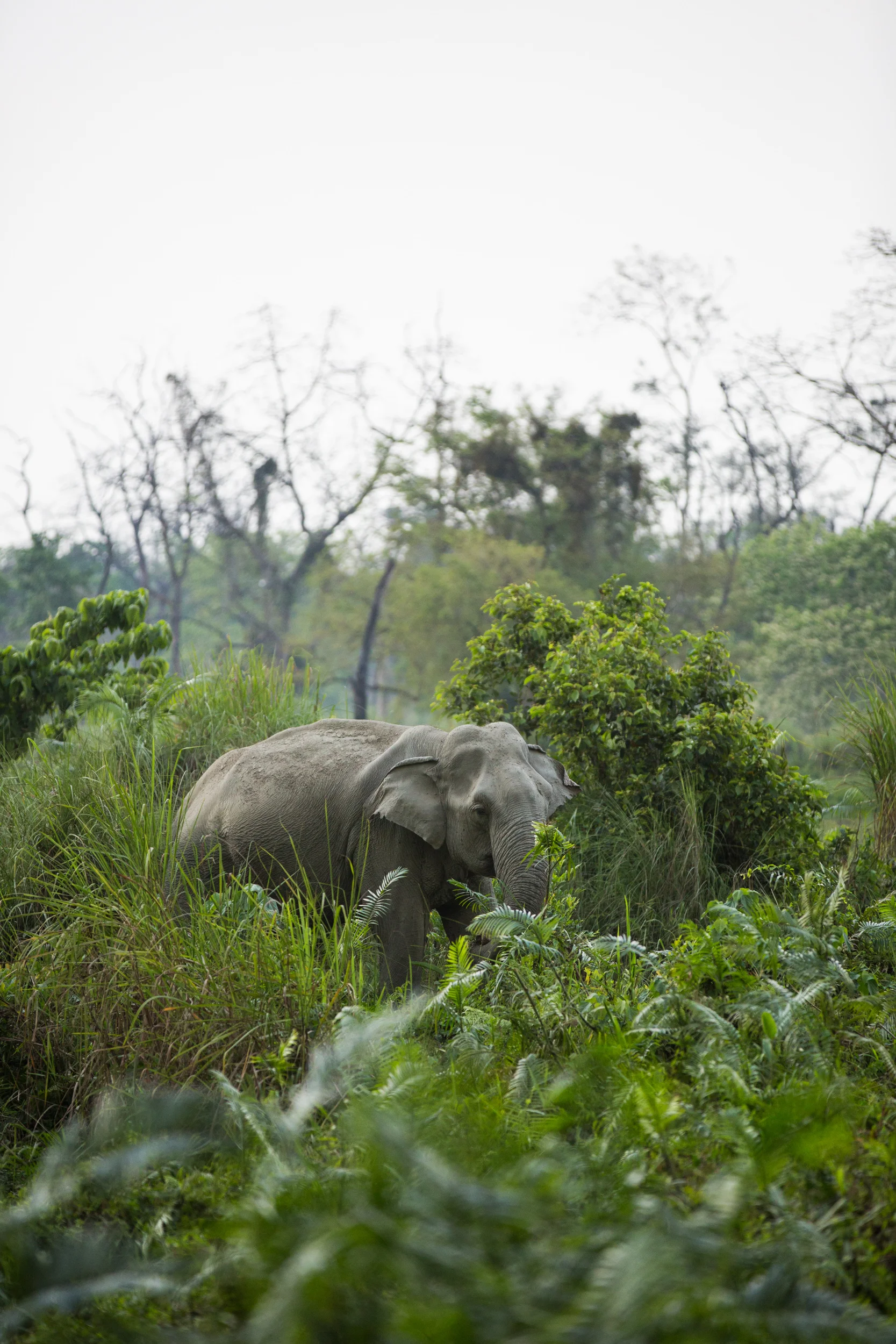News - Where elephants roam...