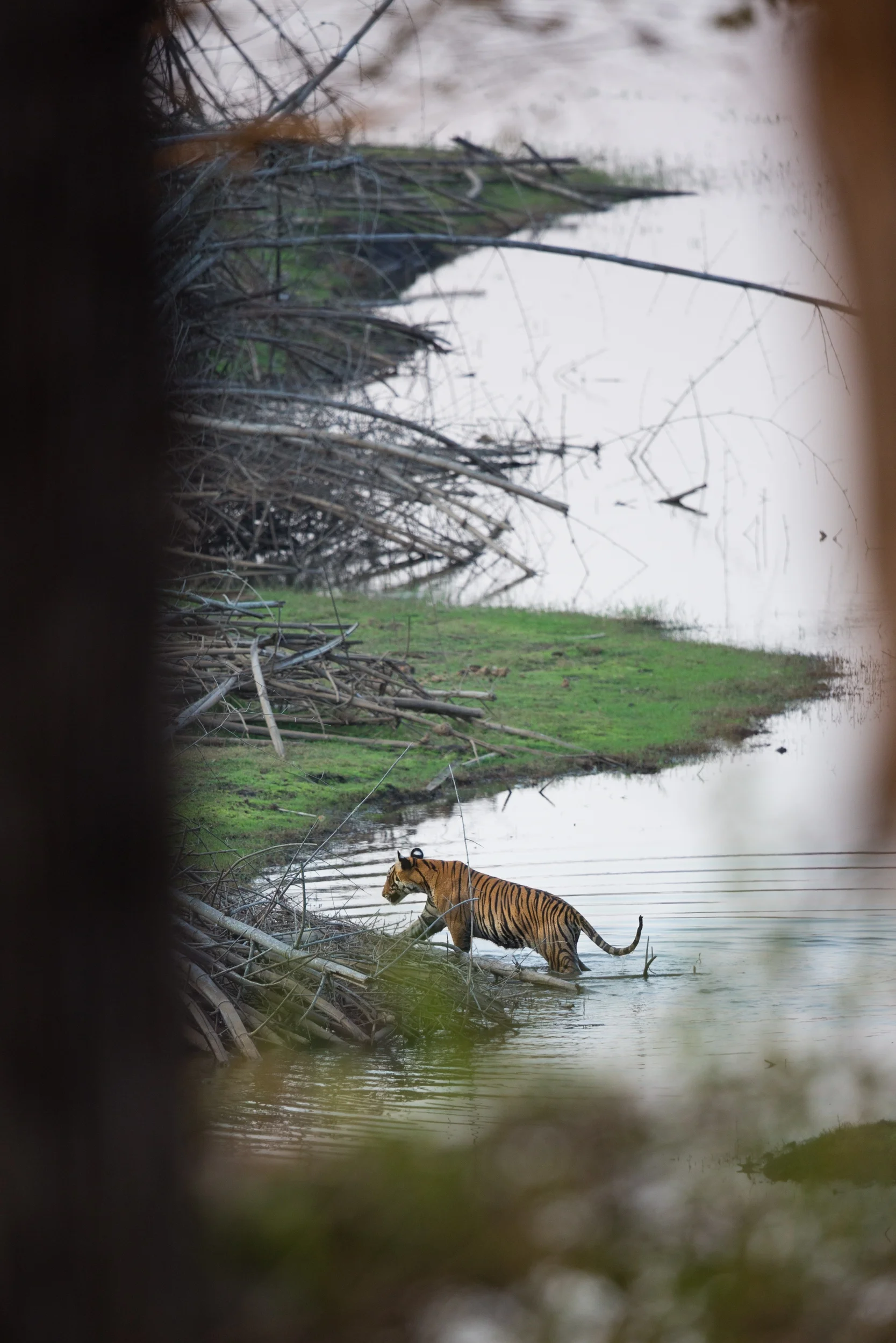 Tiger at Kabini.