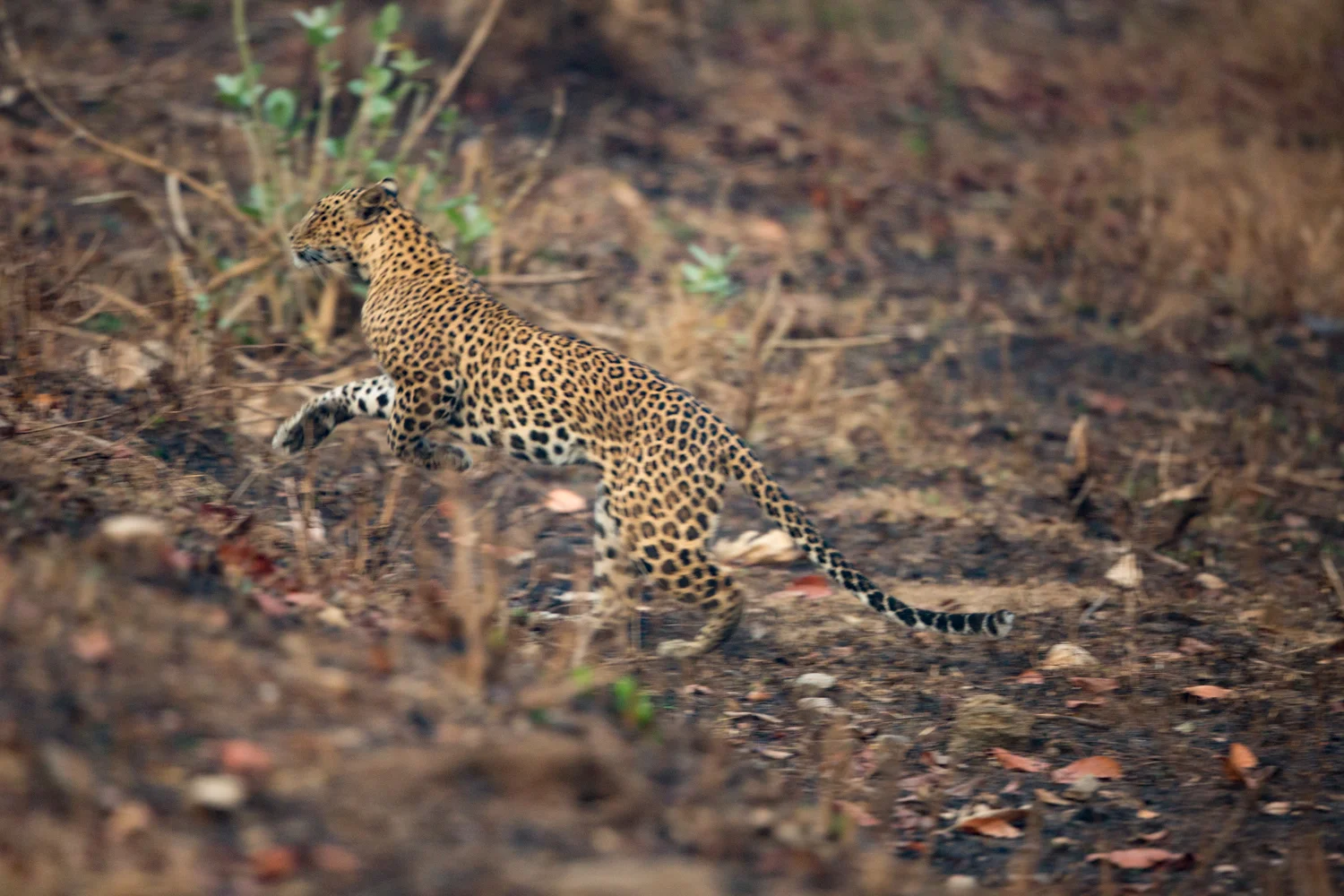 News - My exposure to animal-human conflicts