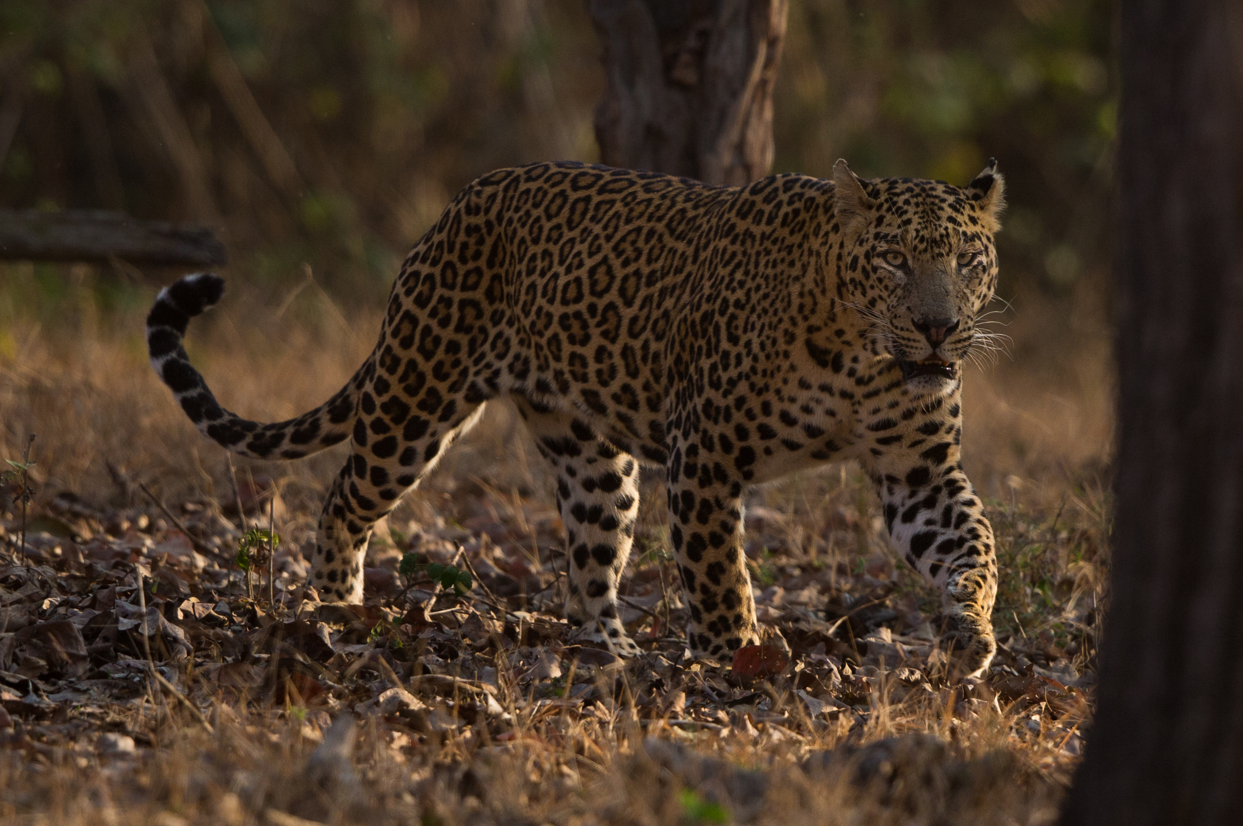 News - Revealing the Panthers spots