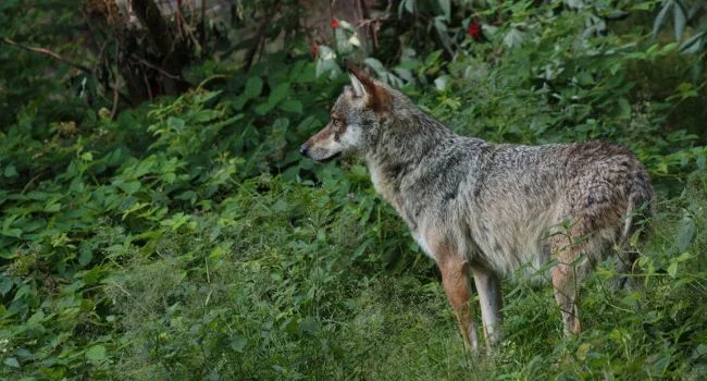 Gray wolf (Canis lupus) - Photo: Manon Batista. Source : LPO website