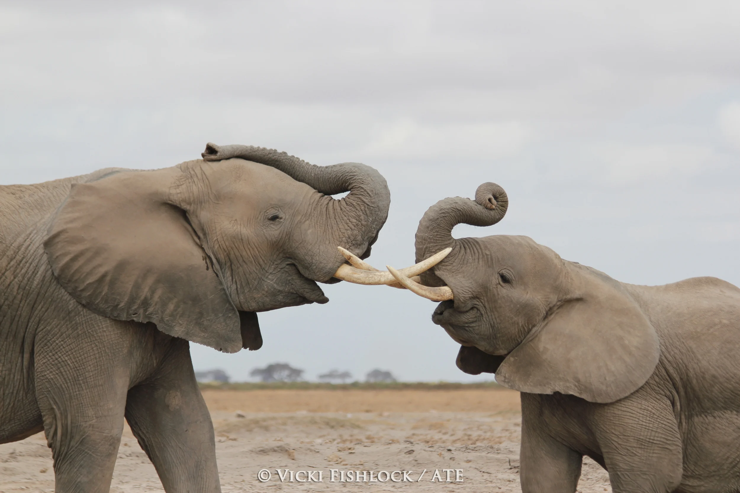 KYS - African Bush Elephant