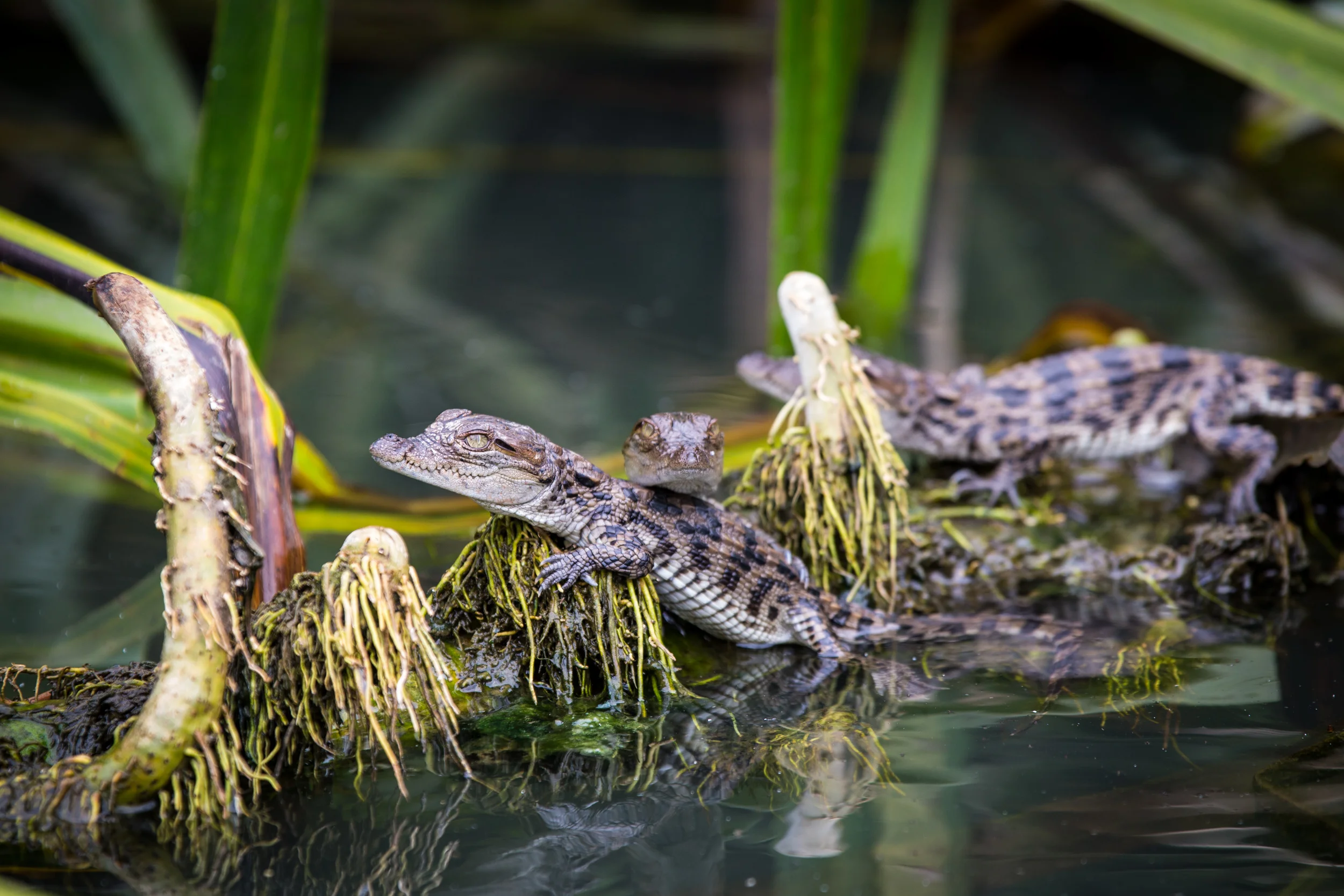 Travel - Ranganthittu bird sanctuary