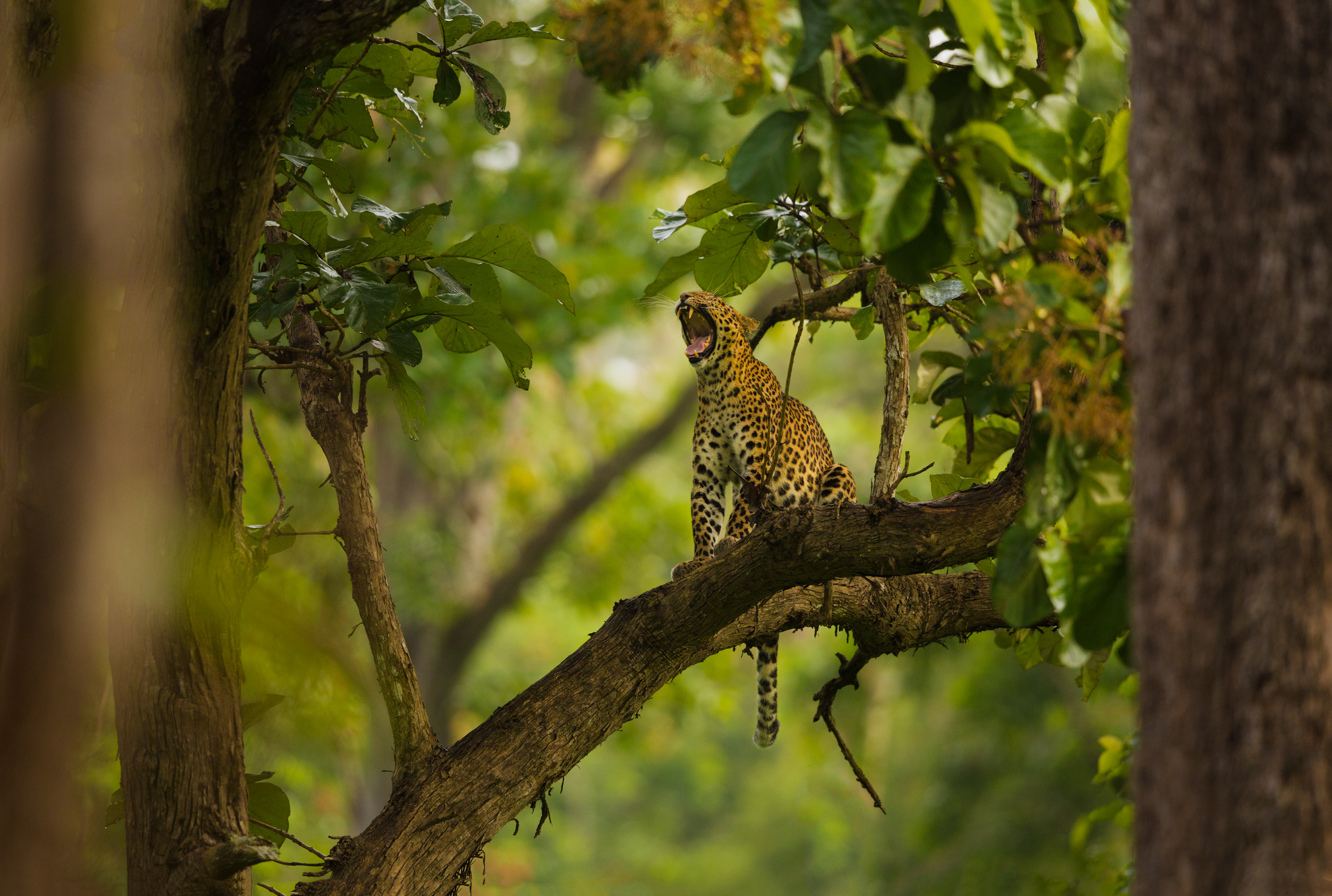 Travel - Kabini in the monsoon