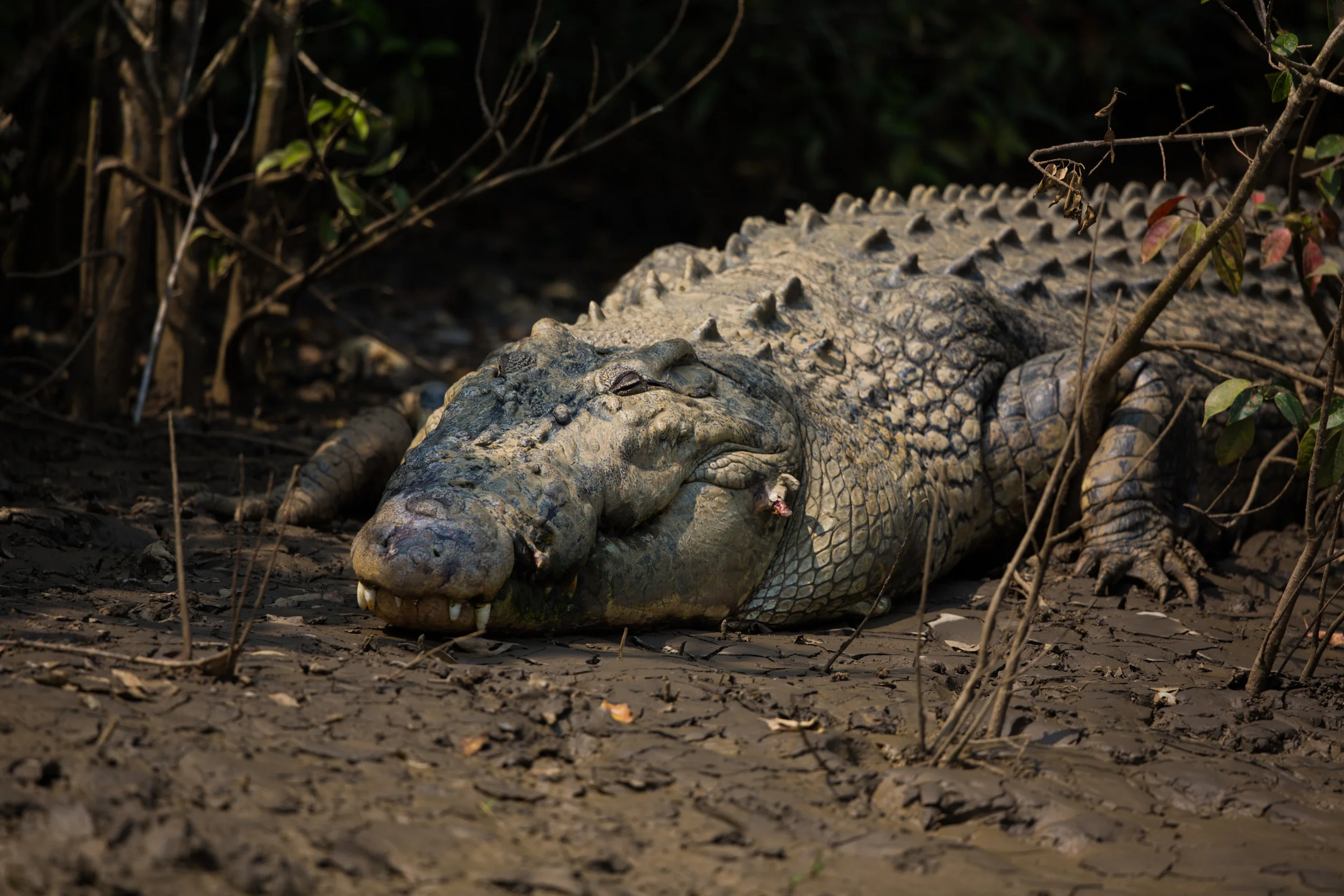 Travel - Bhitarkanika, Odisha