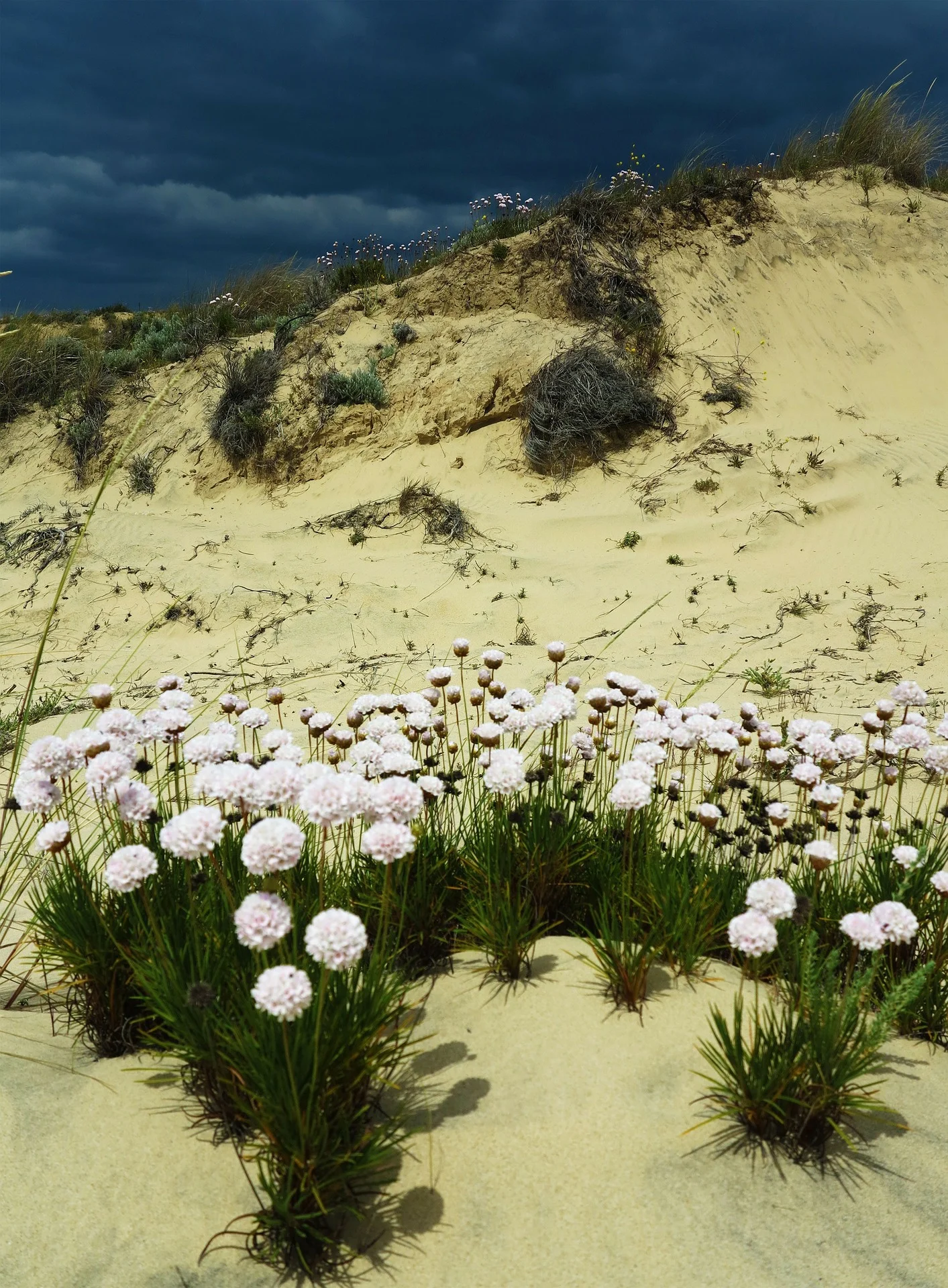 Wild flowers on the sand dunes of Doñana National Park