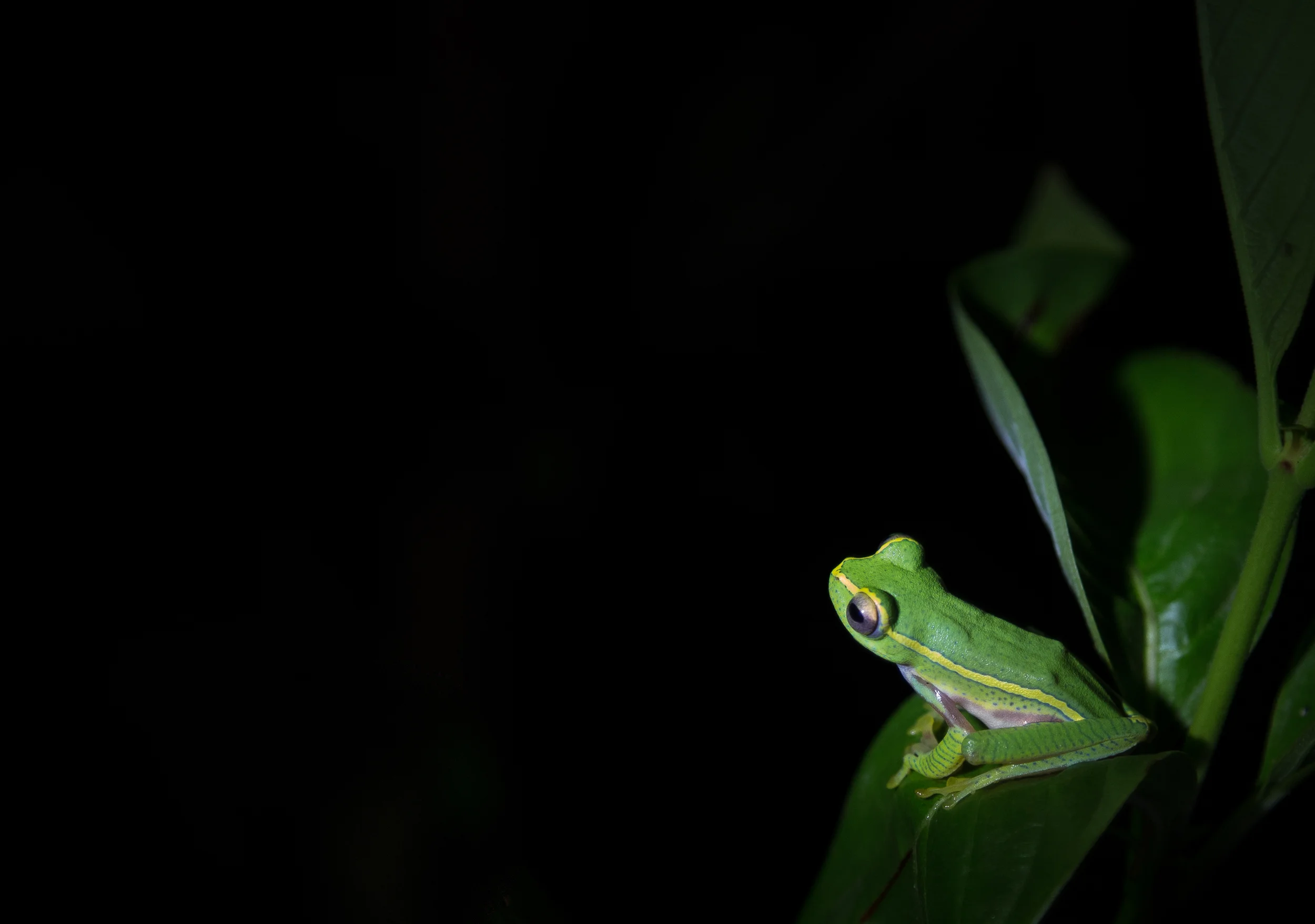 Quick-tips - Lighting Night time Wildlife