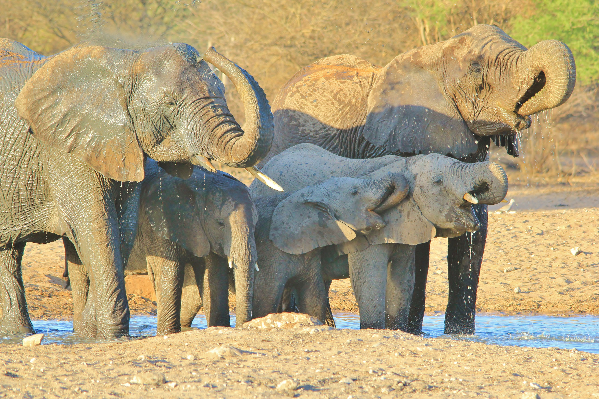 Andries-Alberts - Elephant pleasure of water_.jpg